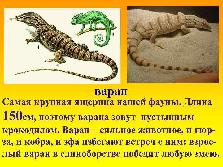 варан Самая крупная ящерица нашей фауны. Длина 150 см, поэтому варана зовут пустынным крокодилом.