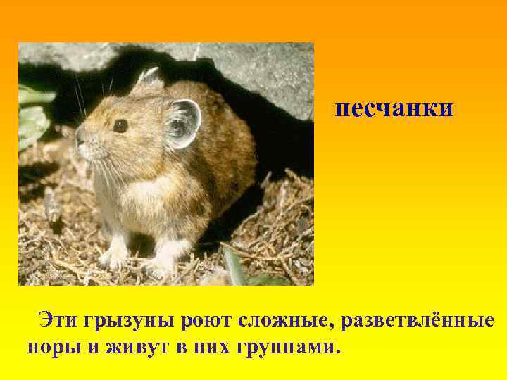песчанки Эти грызуны роют сложные, разветвлённые норы и живут в них группами. 