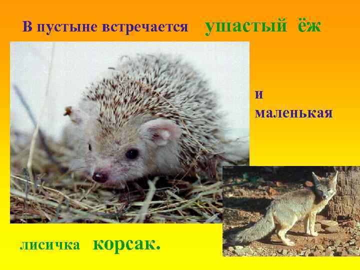 В пустыне встречается ушастый ёж и маленькая лисичка корсак. 