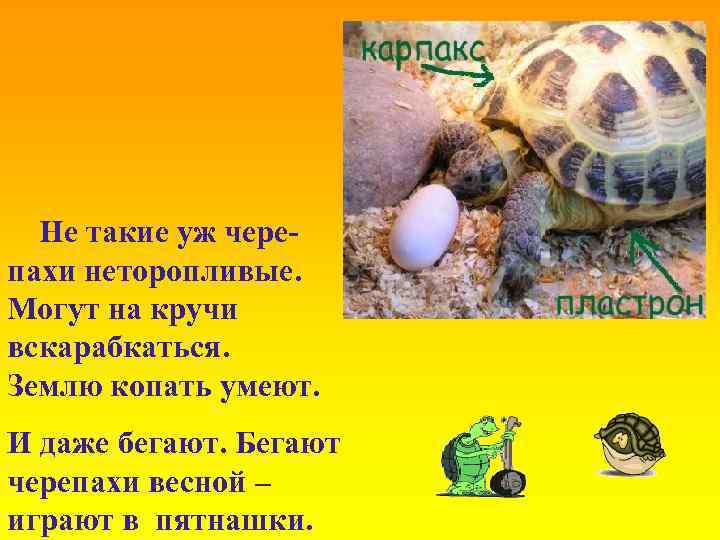 Не такие уж черепахи неторопливые. Могут на кручи вскарабкаться. Землю копать умеют. И даже