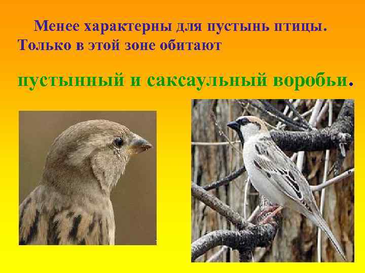 Менее характерны для пустынь птицы. Только в этой зоне обитают пустынный и саксаульный воробьи.