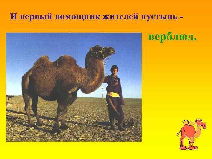 И первый помощник жителей пустынь - верблюд. 