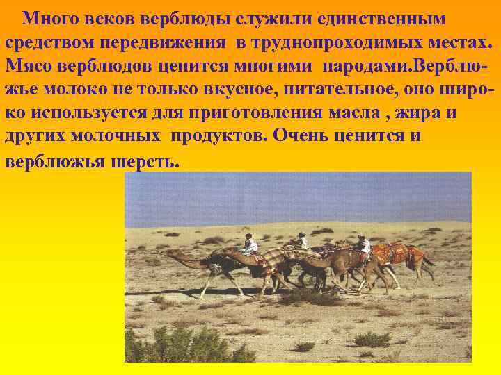 Много веков верблюды служили единственным средством передвижения в труднопроходимых местах. Мясо верблюдов ценится многими