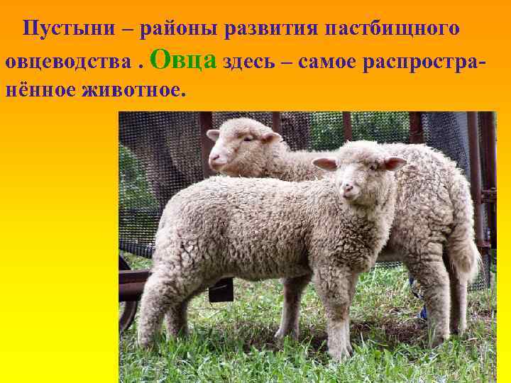 Пустыни – районы развития пастбищного овцеводства. Овца здесь – самое распространённое животное. 