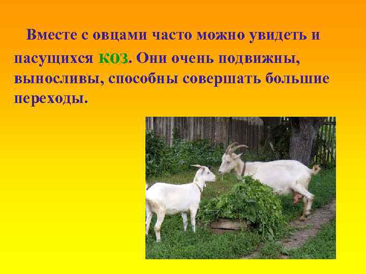 Вместе с овцами часто можно увидеть и пасущихся коз. Они очень подвижны, выносливы, способны