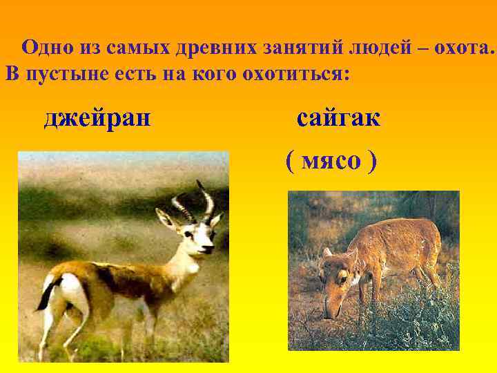 Одно из самых древних занятий людей – охота. В пустыне есть на кого охотиться:
