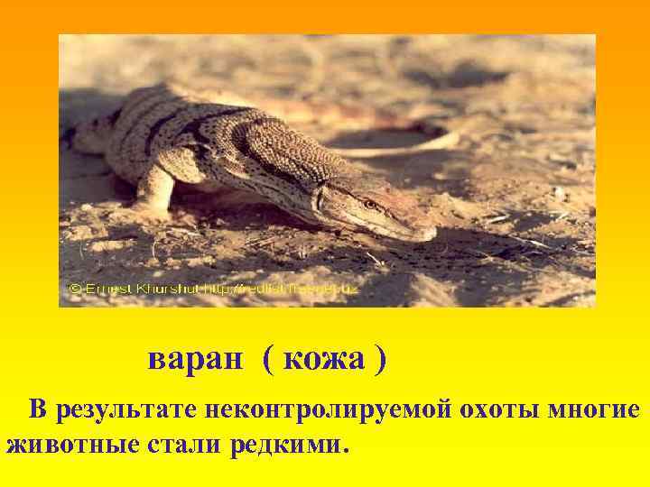 варан ( кожа ) В результате неконтролируемой охоты многие животные стали редкими. 