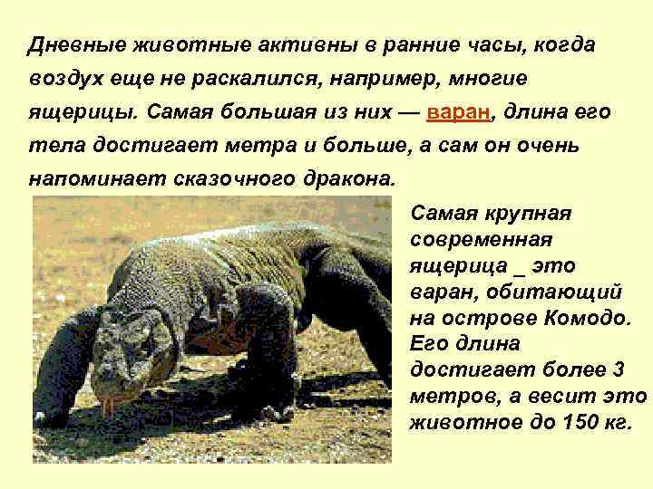 Дневные животные активны в ранние часы, когда воздух еще не раскалился, например, многие ящерицы.