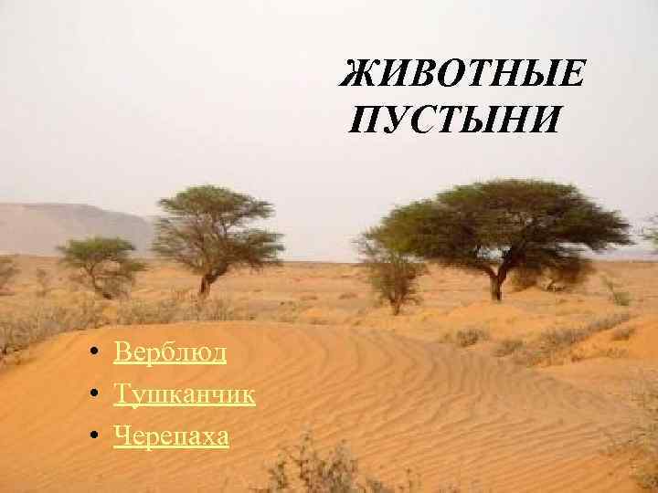 ЖИВОТНЫЕ ПУСТЫНИ • Верблюд • Тушканчик • Черепаха 