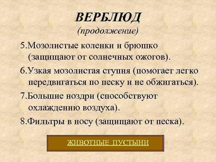 ВЕРБЛЮД (продолжение) 5. Мозолистые коленки и брюшко (защищают от солнечных ожогов). 6. Узкая мозолистая