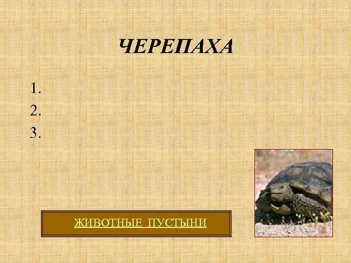 ЧЕРЕПАХА 1. 2. 3. ЖИВОТНЫЕ ПУСТЫНИ 
