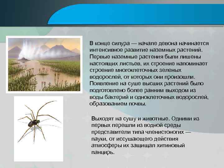 В конце силура — начале девона начинается интенсивное развитие наземных растений. Первые наземные растения