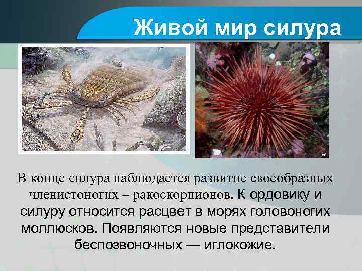 Живой мир силура В конце силура наблюдается развитие своеобразных членистоногих – ракоскорпионов. К ордовику