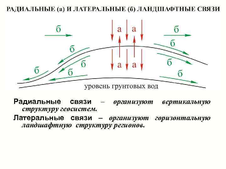 Радиальные связи – организуют вертикальную структуру геосистем. Латеральные связи – организуют горизонтальную ландшафтную структуру