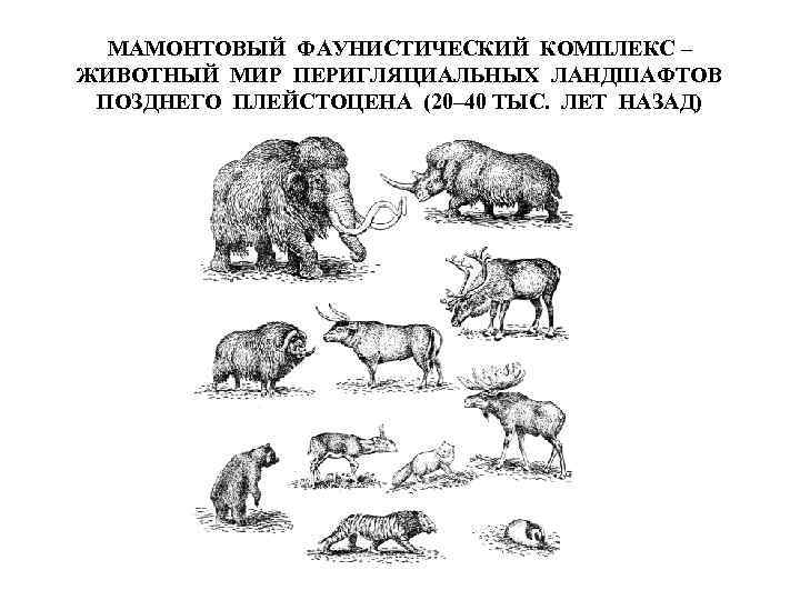 МАМОНТОВЫЙ ФАУНИСТИЧЕСКИЙ КОМПЛЕКС – ЖИВОТНЫЙ МИР ПЕРИГЛЯЦИАЛЬНЫХ ЛАНДШАФТОВ ПОЗДНЕГО ПЛЕЙСТОЦЕНА (20– 40 ТЫС. ЛЕТ