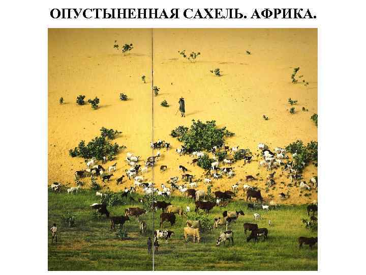 ОПУСТЫНЕННАЯ САХЕЛЬ. АФРИКА. 