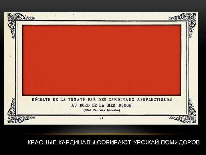 КРАСНЫЕ КАРДИНАЛЫ СОБИРАЮТ УРОЖАЙ ПОМИДОРОВ 