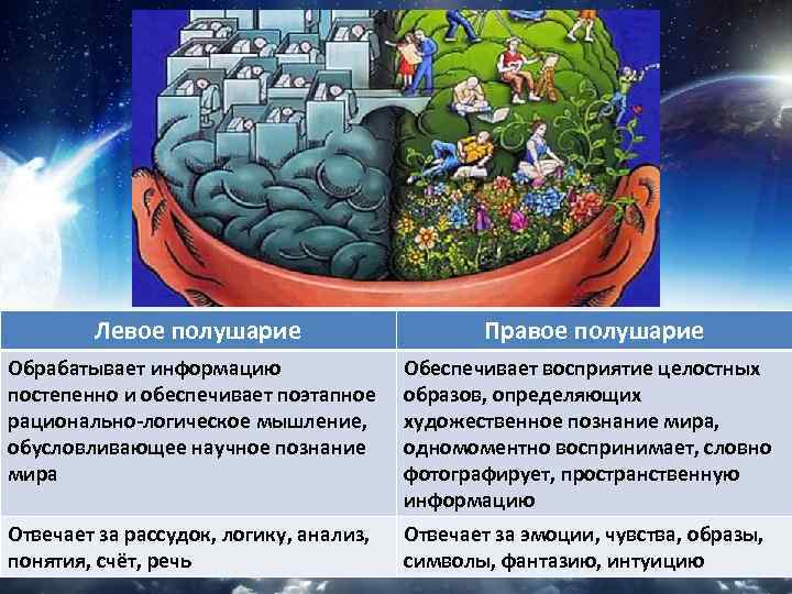 Левое полушарие Правое полушарие Обрабатывает информацию постепенно и обеспечивает поэтапное рационально-логическое мышление, обусловливающее научное