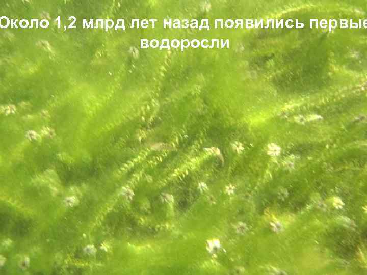 Около 1, 2 млрд лет назад появились первые водоросли 