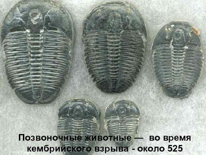 Позвоночные животные — во время кембрийского взрыва - около 525 