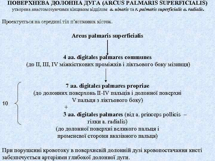 ПОВЕРХНЕВА ДОЛОННА ДУГА (ARCUS PALMARIS SUPERFICIALIS) утворена анастомозуючими кінцевим відділом a. ulnaris та r.