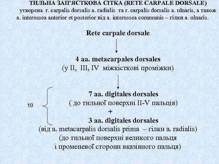 ТИЛЬНА ЗАП'ЯСТКОВА СІТКА (RETE CARPALE DORSALE) утворена r. carpalis dorsalis a. radialis та r.