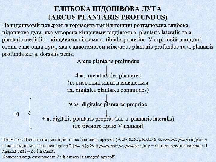 ГЛИБОКА ПІДОШВОВА ДУГА (ARCUS PLANTARIS PROFUNDUS) На підошвовій поверхні в горизонтальній площині розташована глибока