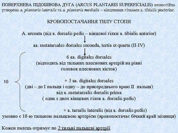 ПОВЕРХНЕВА ПІДОШВОВА ДУГА (ARCUS PLANTARIS SUPERFICIALIS) непостійна утворена a. plantaris lateralis та a. plantaris