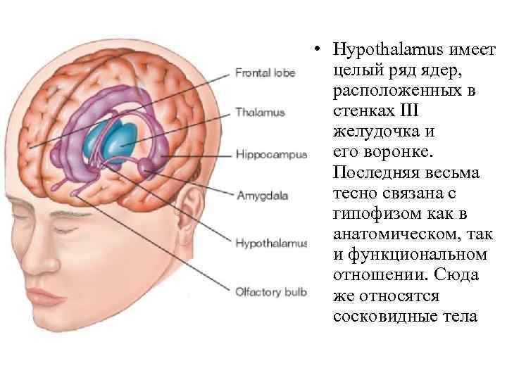  • Hypothalamus имеет целый ряд ядер, расположенных в стенках III желудочка и его