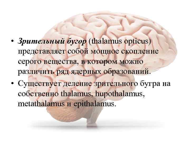  • Зрительный бугор (thalamus opticus) представляет собой мощное скопление серого вещества, в котором