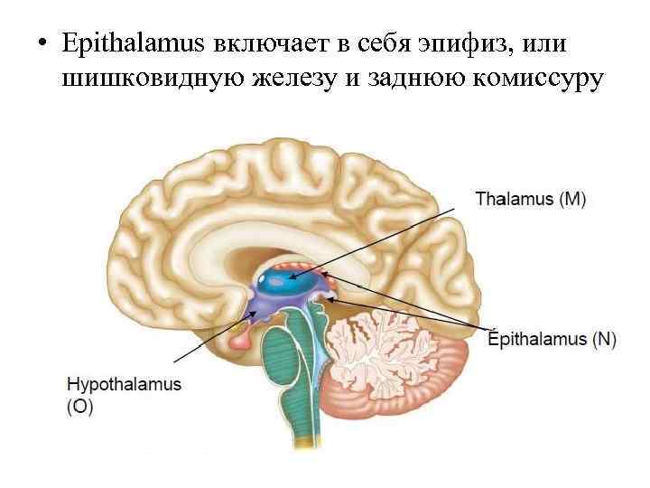  • Epithalamus включает в себя эпифиз, или шишковидную железу и заднюю комиссуру 