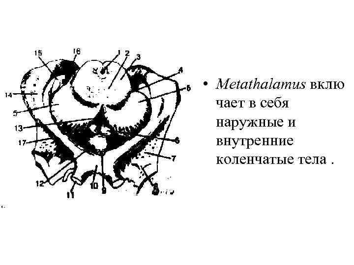  • Metathalamus вклю чает в себя наружные и внутренние коленчатые тела. 