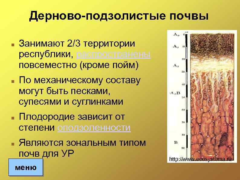 Дерново-подзолистые почвы Занимают 2/3 территории республики, распространены повсеместно (кроме пойм) По механическому составу могут