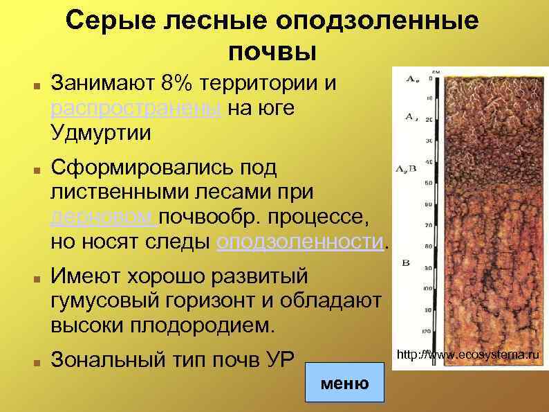 Серые лесные оподзоленные почвы Занимают 8% территории и распространены на юге Удмуртии Сформировались под