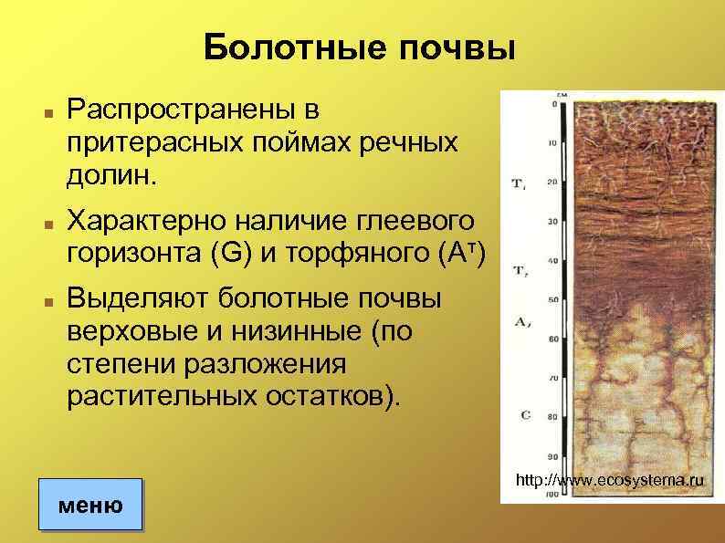 Болотные почвы Распространены в притерасных поймах речных долин. Характерно наличие глеевого горизонта (G) и