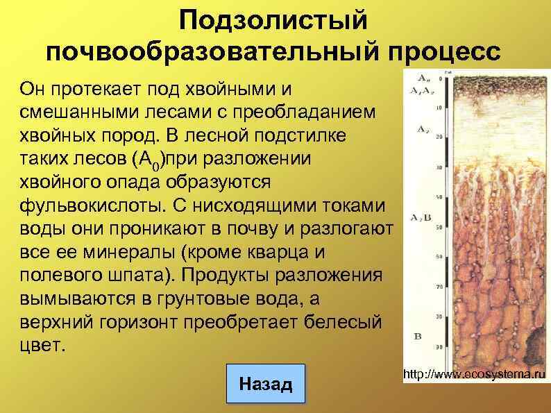 Подзолистый почвообразовательный процесс Он протекает под хвойными и смешанными лесами с преобладанием хвойных пород.