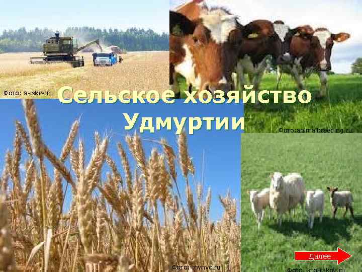 Фото: a-iskra. ru Сельское хозяйство Удмуртии Фото: animalbreeding. ru Далее Фото: mynyc. ru 