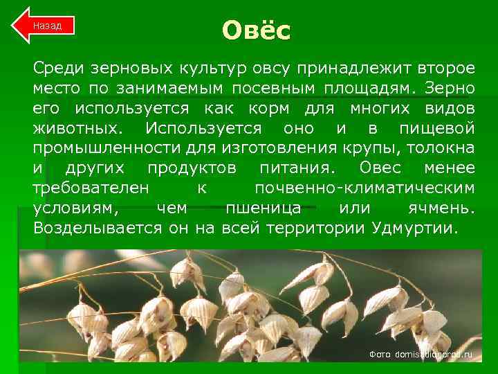  Овёс Назад Среди зерновых культур овсу принадлежит второе место по занимаемым посевным площадям.