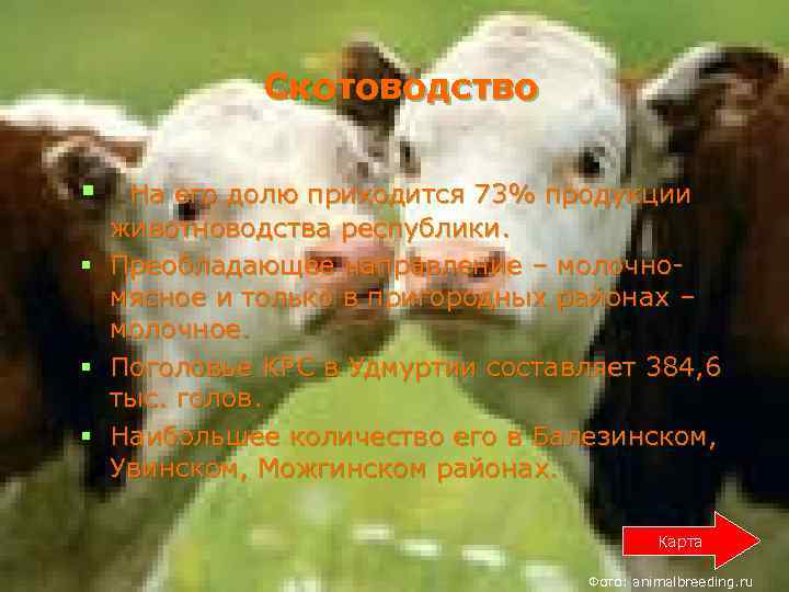  Скотоводство § На его долю приходится 73% продукции животноводства республики. § Преобладающее направление