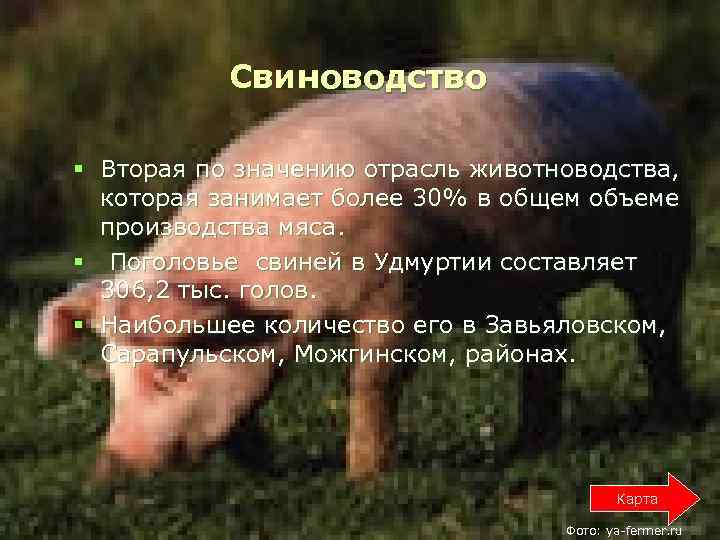  Свиноводство § Вторая по значению отрасль животноводства, которая занимает более 30% в общем