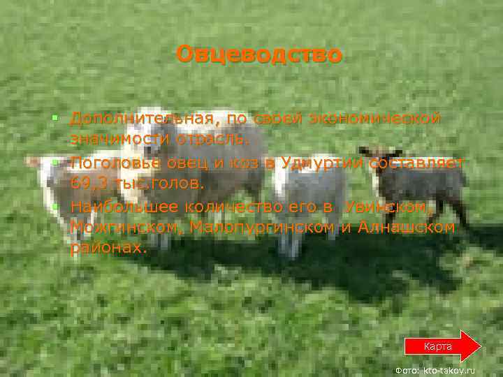  Овцеводство § Дополнительная, по своей экономической значимости отрасль. § Поголовье овец и коз