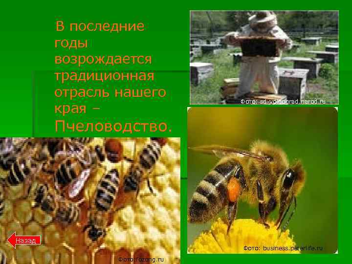  В последние годы возрождается традиционная отрасль нашего края – Фото: sd-volgograd. narod. ru