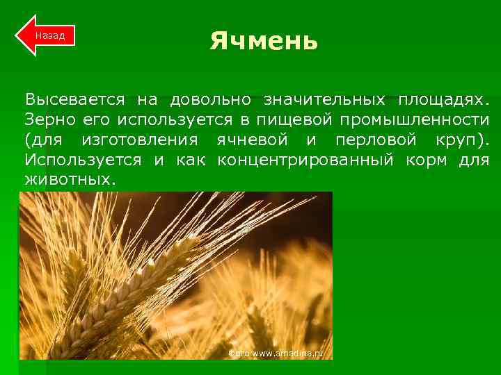 Назад Ячмень Высевается на довольно значительных площадях. Зерно его используется в пищевой промышленности (для