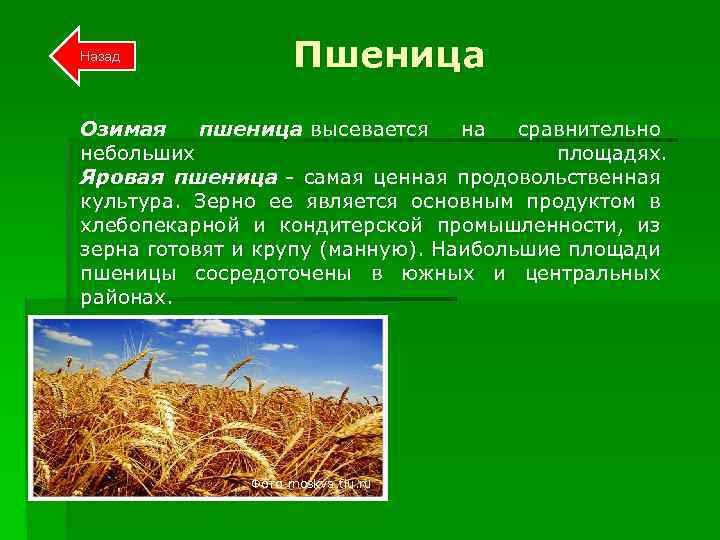 Озимая яровая отличия. Озимая и Яровая пшеница. Пшеница основная продовольственная культура. Яровые и озимые культуры. Яровые зерновые культуры.