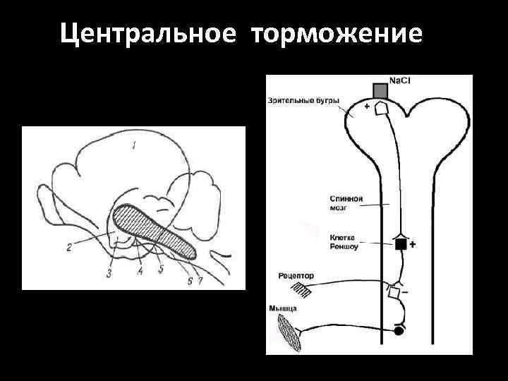 Центральное торможение 