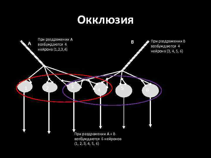 Окклюзия А 1 При раздражении А возбуждаются 4 нейрона (1, 2, 3, 4) 2