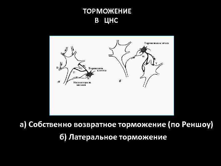  ТОРМОЖЕНИЕ В ЦНС а) Собственно возвратное торможение (по Реншоу) б) Латеральное торможение 