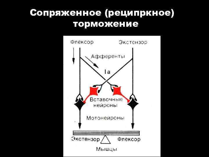 Сопряженное (реципркное) торможение 