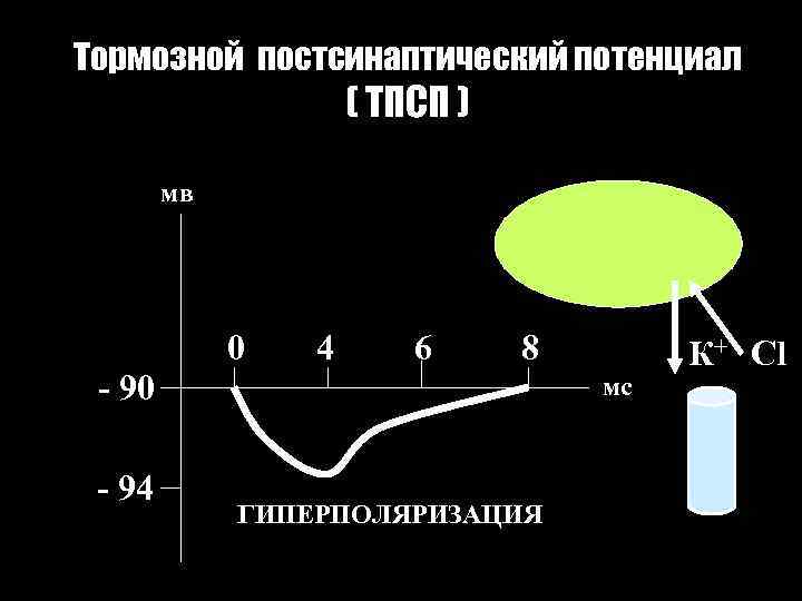 Тормозной постсинаптический потенциал ( ТПСП ) мв 0 4 6 8 - 90 -