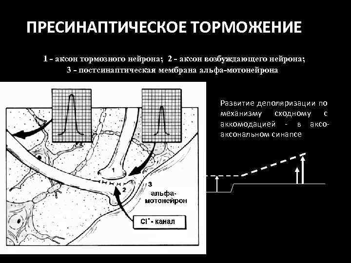 ПРЕСИНАПТИЧЕСКОЕ ТОРМОЖЕНИЕ 1 - аксон тормозного нейрона; 2 - аксон возбуждающего нейрона; 3 -